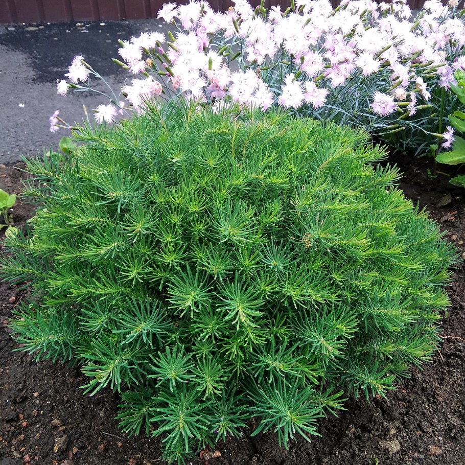 Молочай кипарисовый