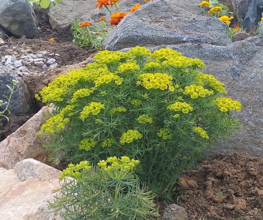 Молочай кипарисовый euphоrbia cyparíssias