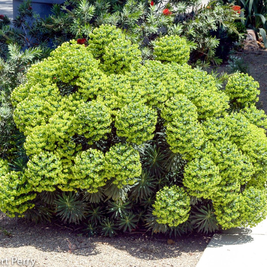 Euphorbia characias