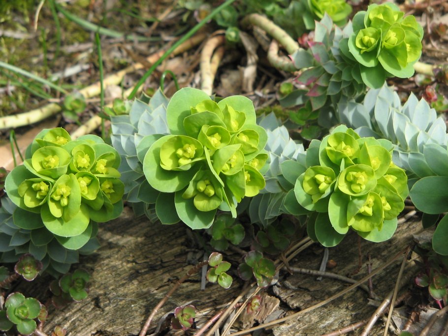 Молочай монетчатый