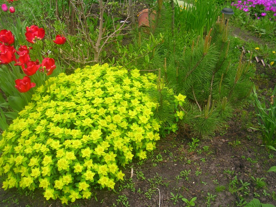 Суккулент Euphorbia debilispina