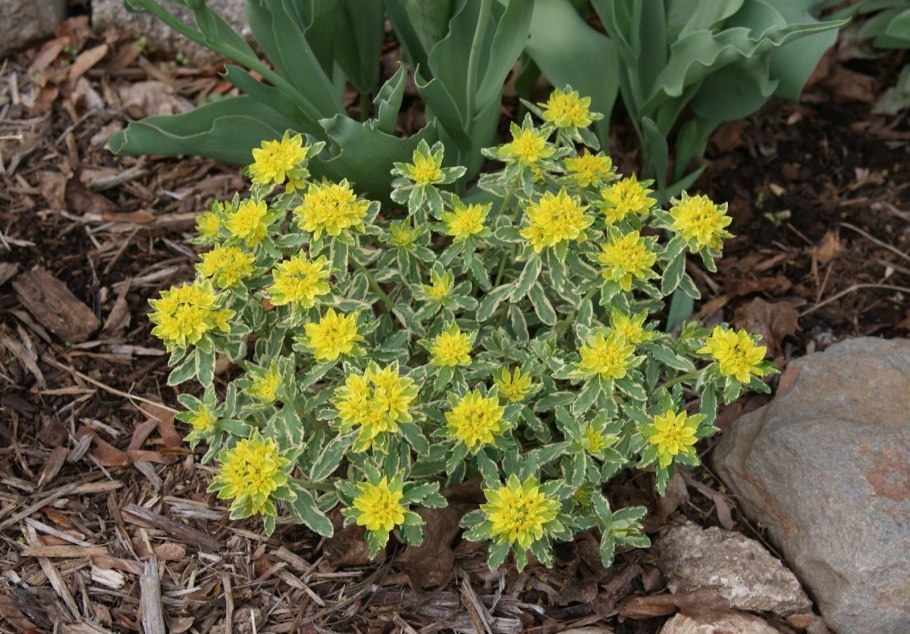 Молочай полихрома вариегата