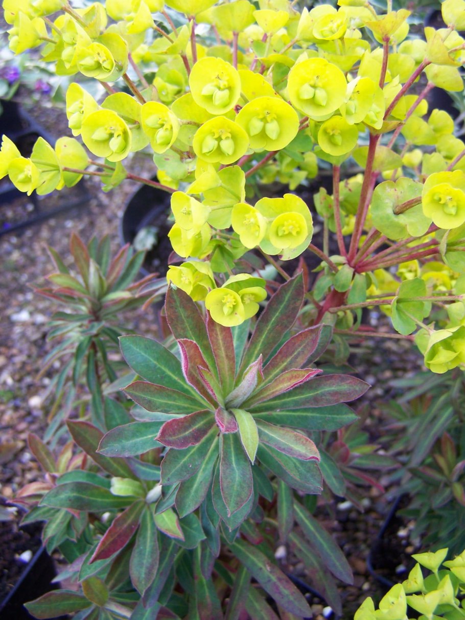 Молочай канарский euphorbia canariensis