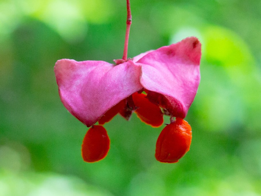 Бересклет Макроптерус
