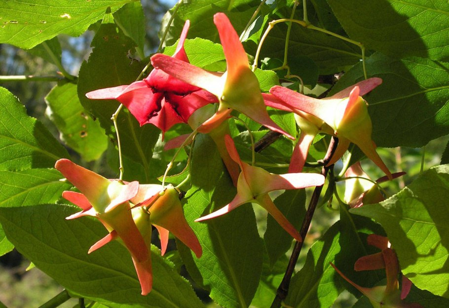 Бересклет Макроптерус