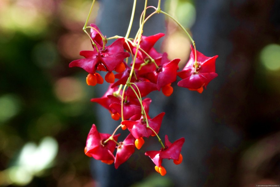Большекрылый бересклет Большекрылый