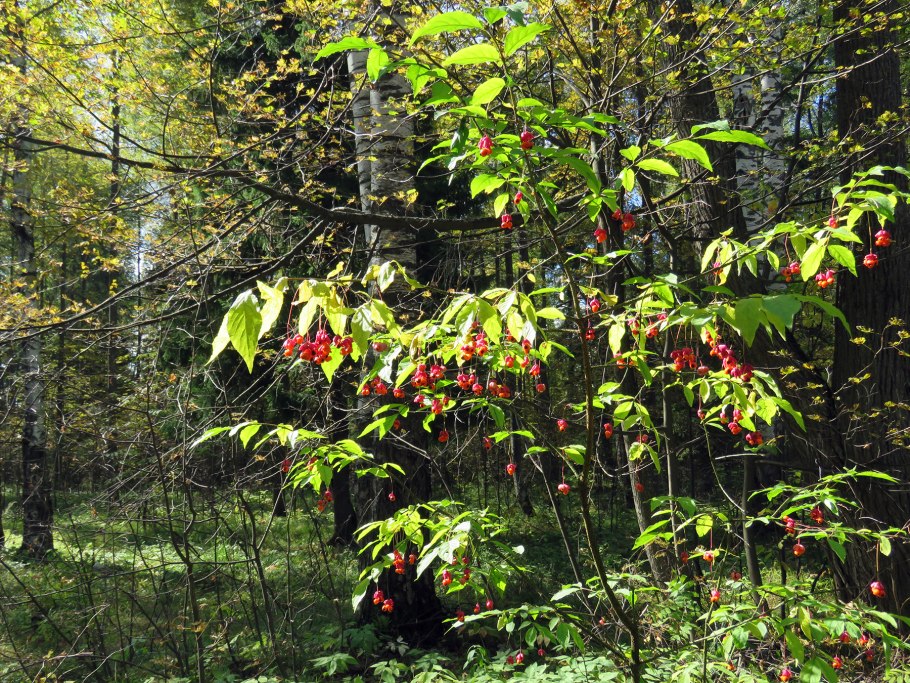 Бересклет широколистный