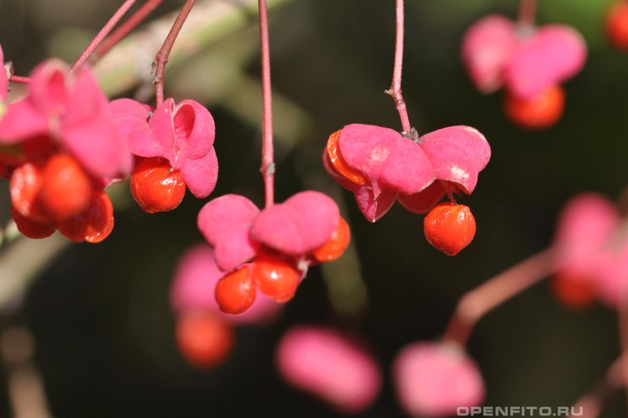 Euonymus atropurpureus