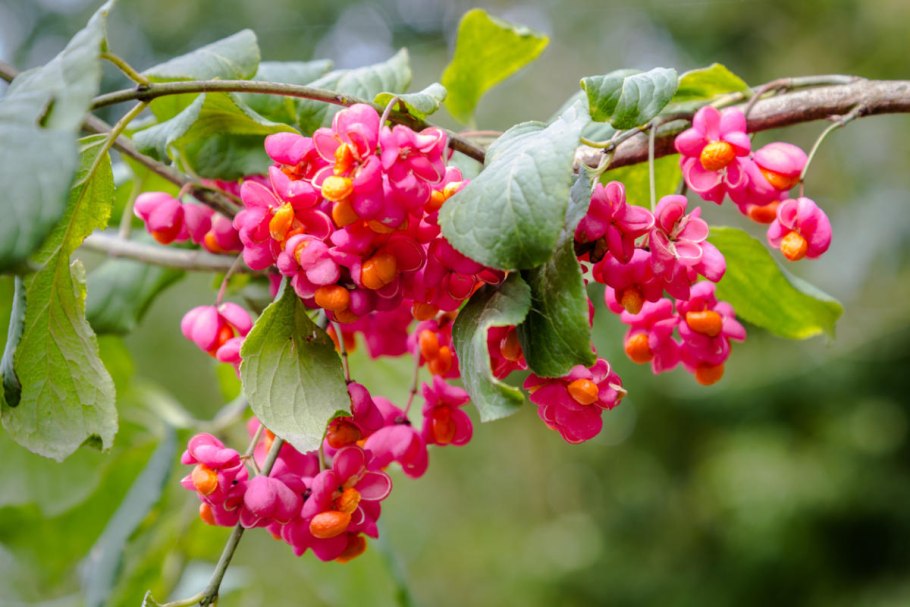 Бересклет европейский кустарник