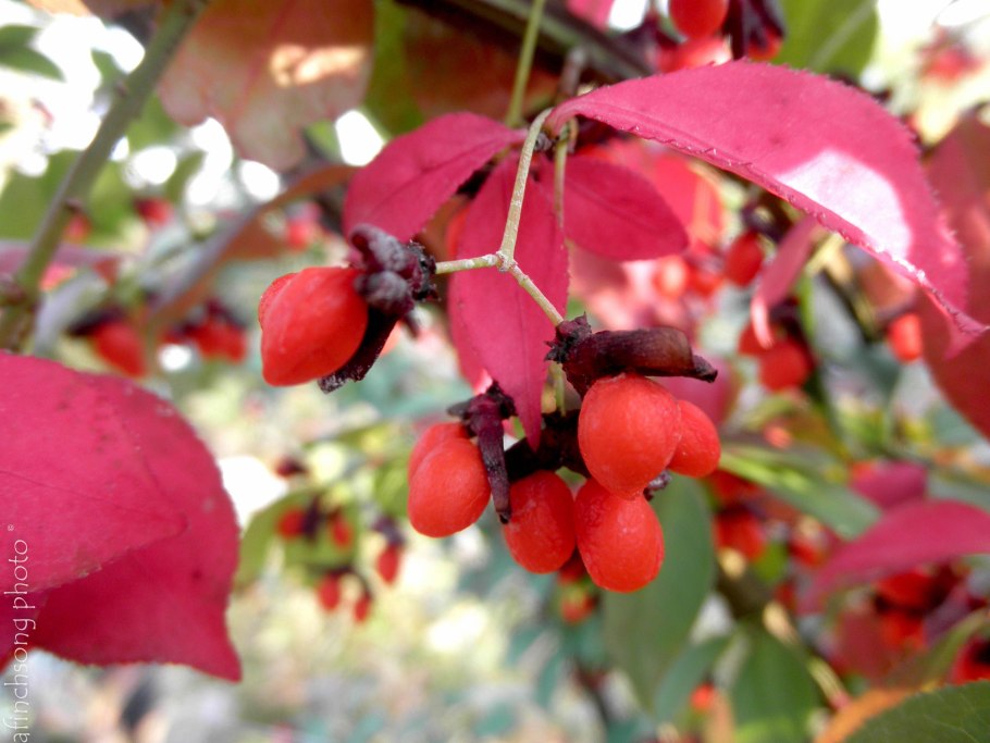 Бересклет европейский бородавчатый