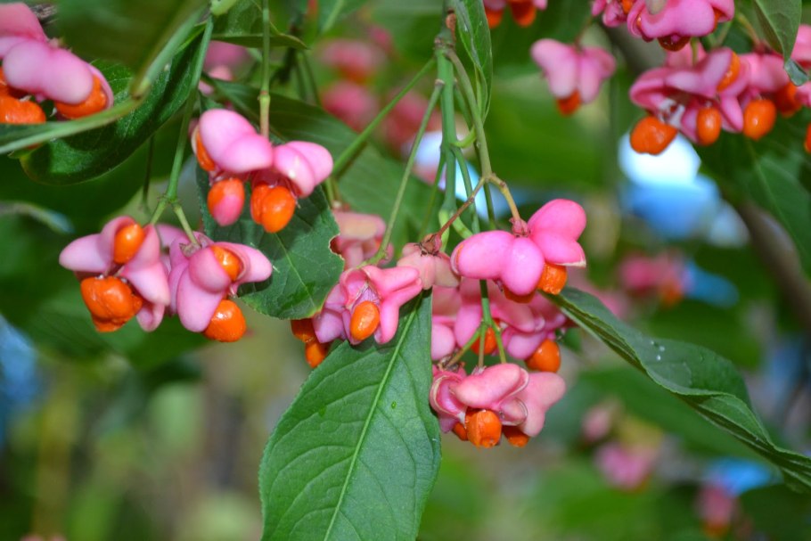 Бересклет бруслина