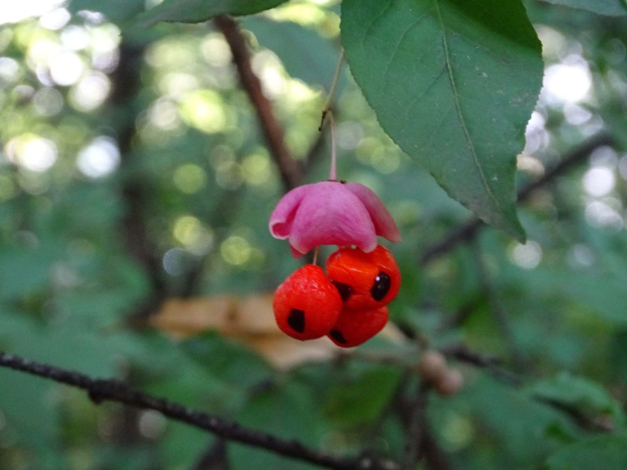 Бересклет бородавчатый