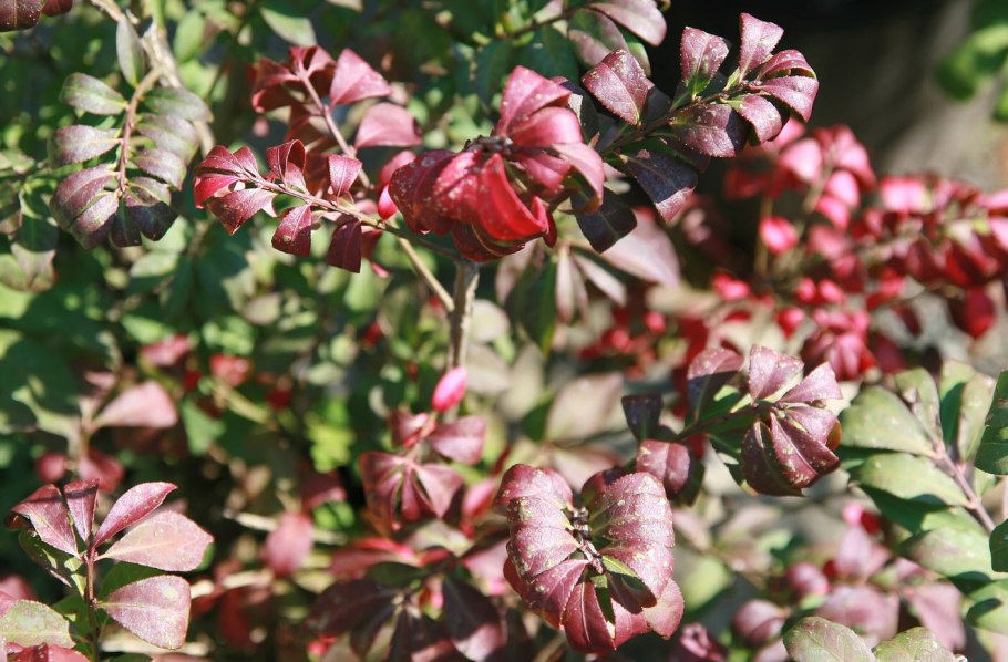 Бересклет крылатый Компактус