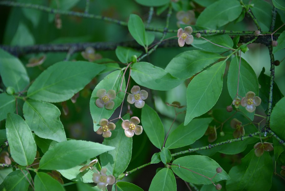 Бересклет бородавчатый (еuonymus verrucosa) и крылатый