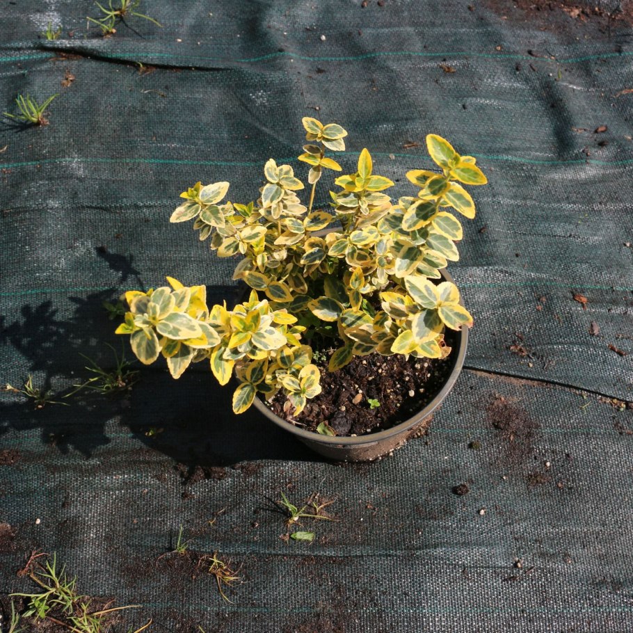 Бересклет форчуна эмеральд