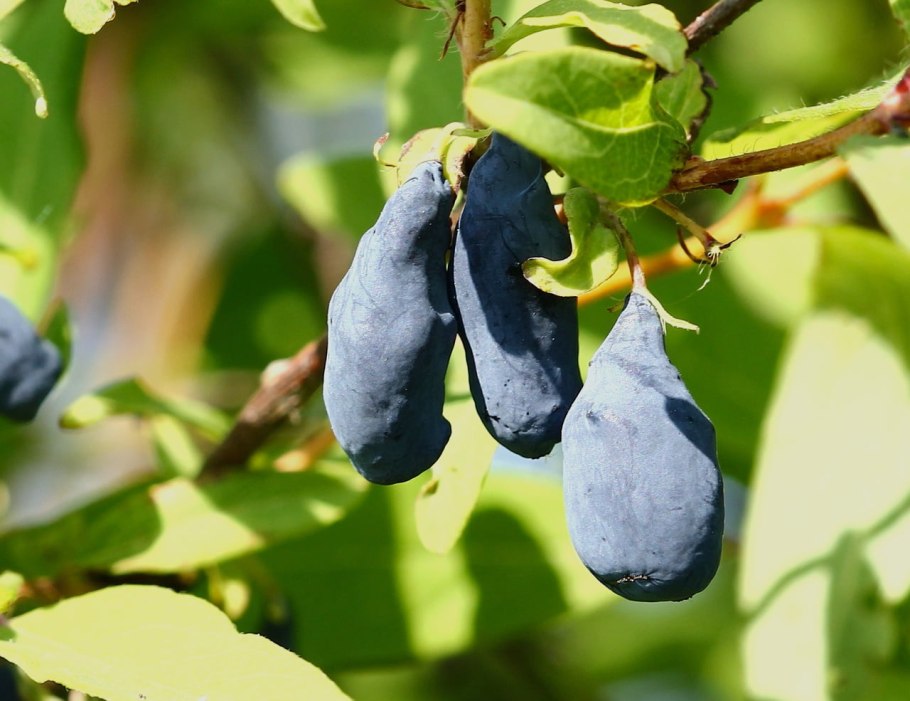 Жимолость съедобная нимфа