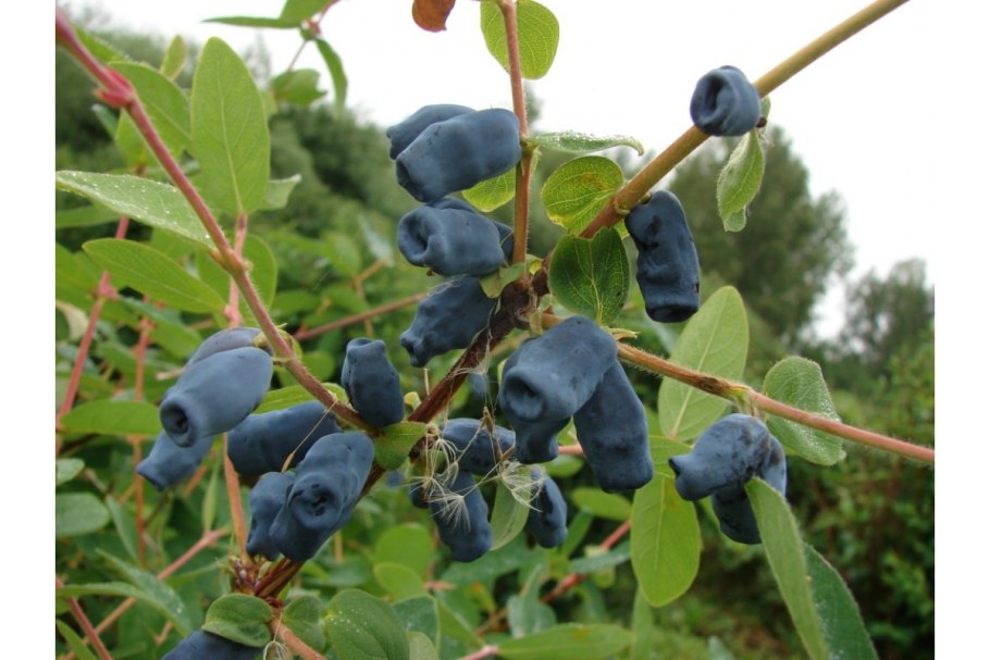 Жимолость Садовая