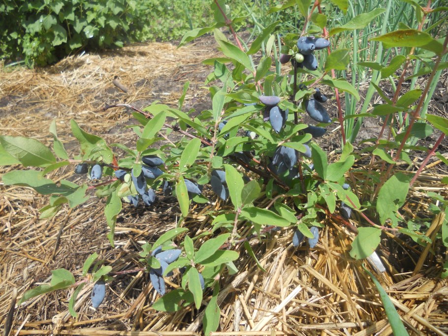 Жимолость ягода