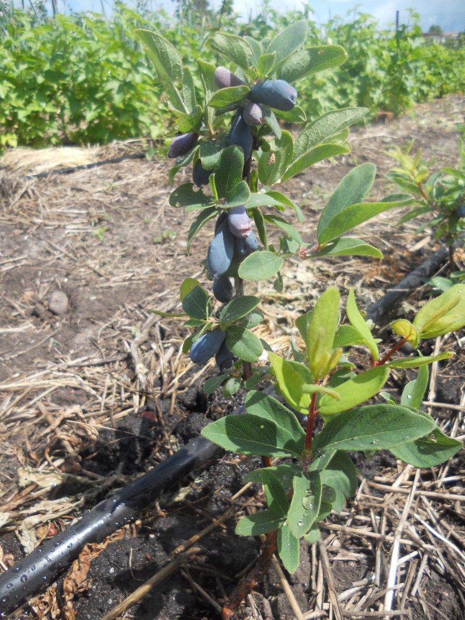 Жимолость сибирячка куст