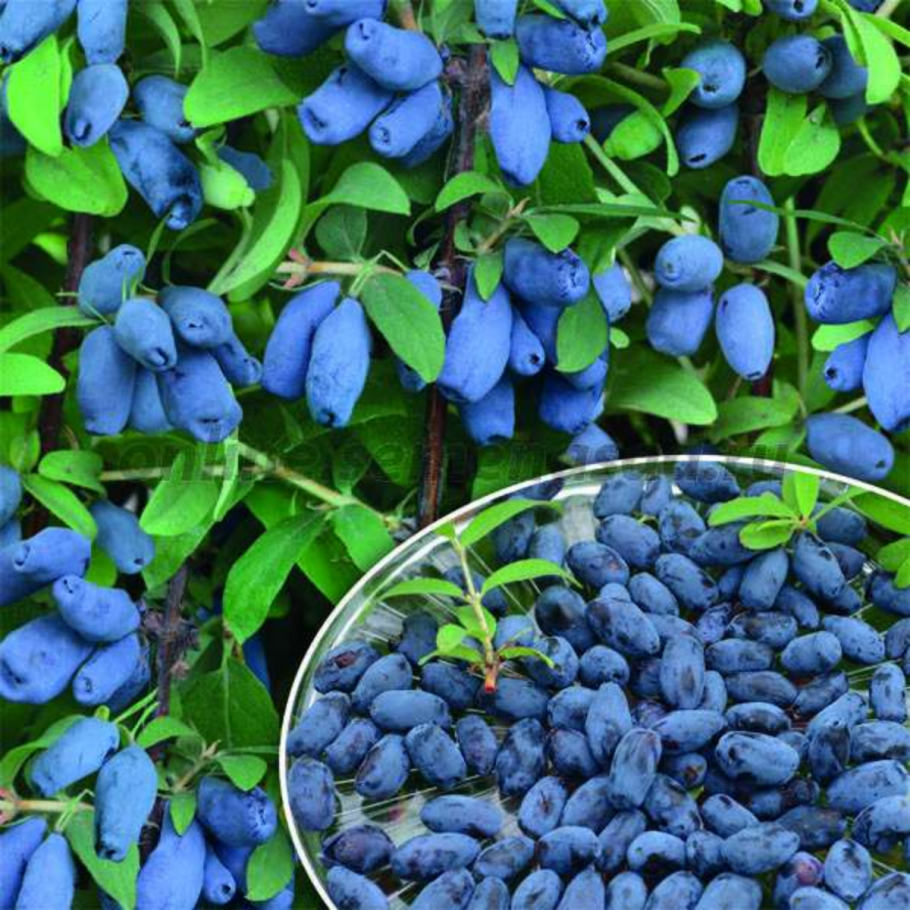 Жимолость съедобная куст