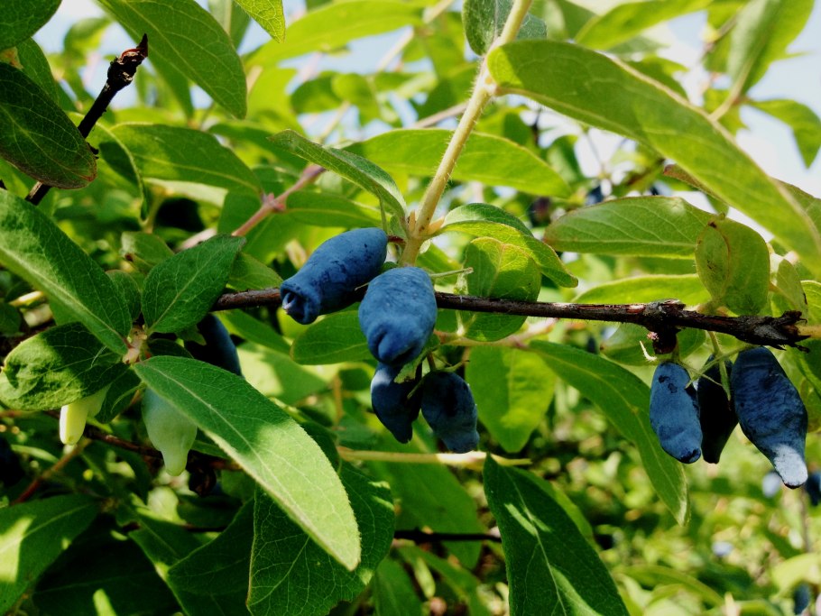 Жимолость съедобная куст