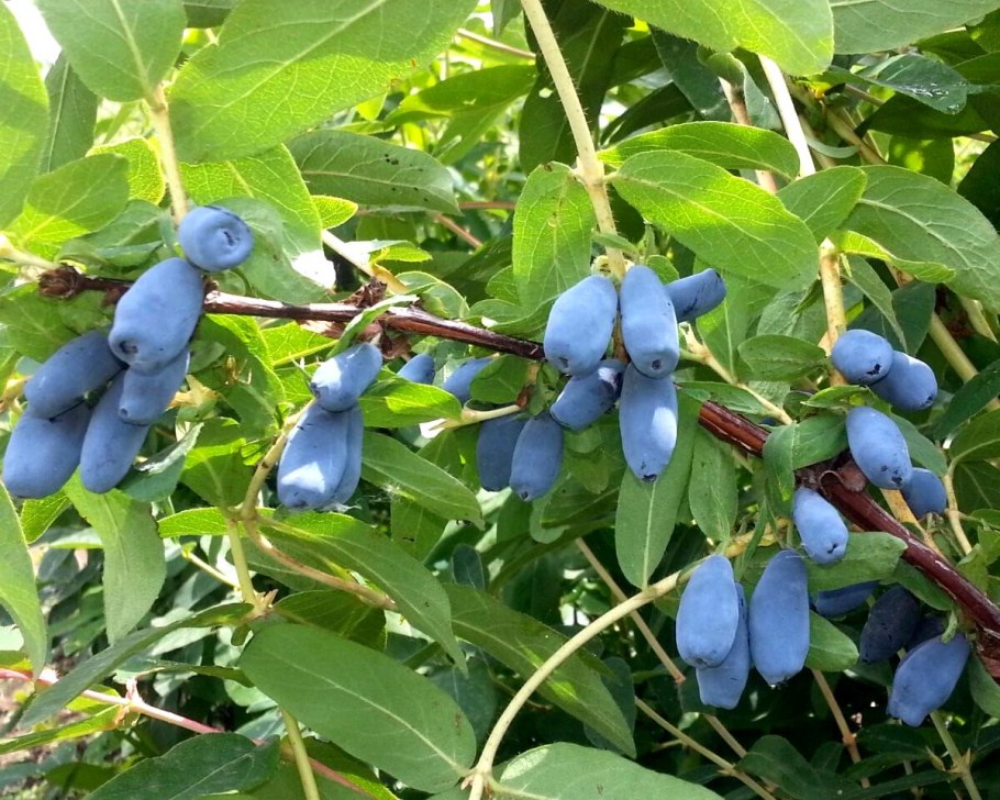 Жимолость каприфоль всходы