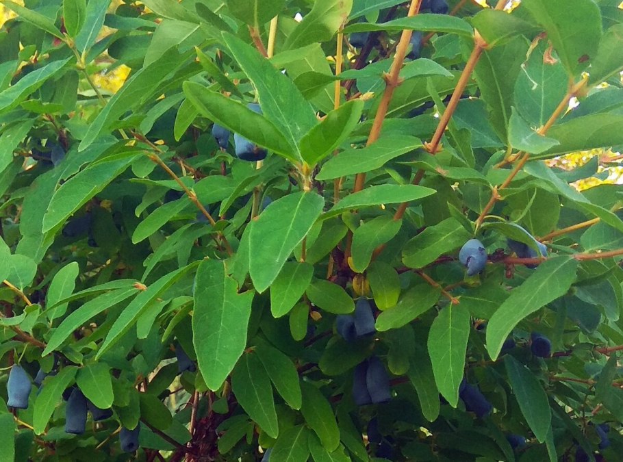 Жимолость съедобная Камчадалка