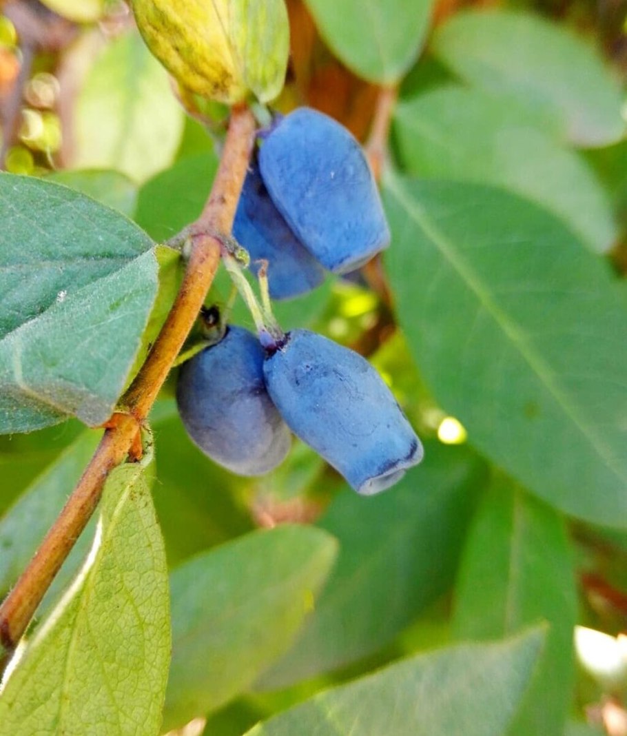Жимолость обыкновенная съедобная