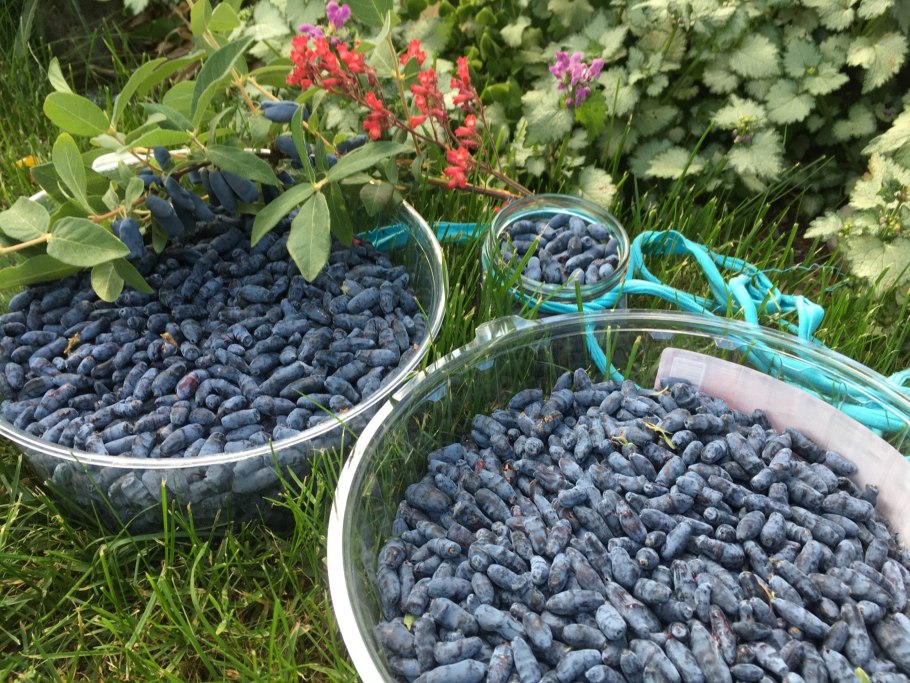 Жимолость ягода