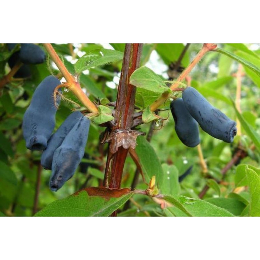 Жимолость камчатская соловей