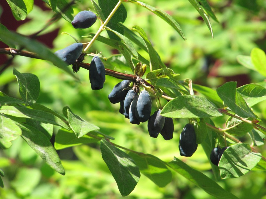 Жимолость съедобная (Lonicera caerulea)