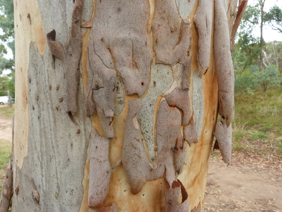 Австралия эвкалипт кора