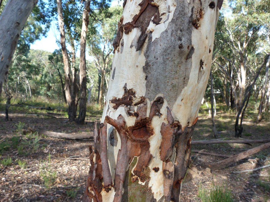 Eucalyptus mannifera