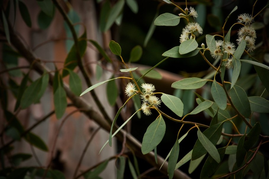 Eucalyptus coccifera