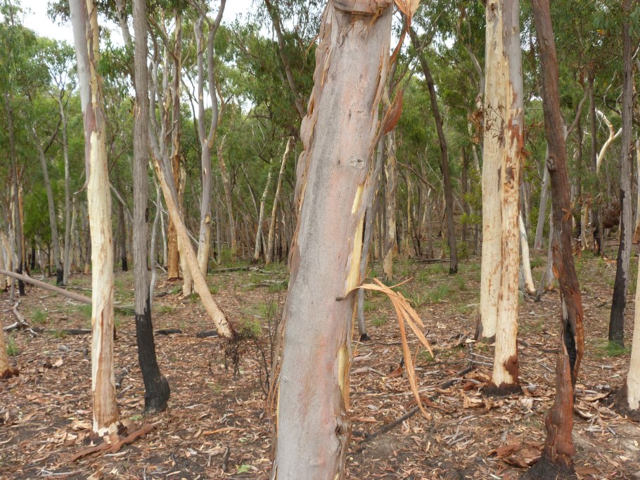 Eucalyptus mannifera