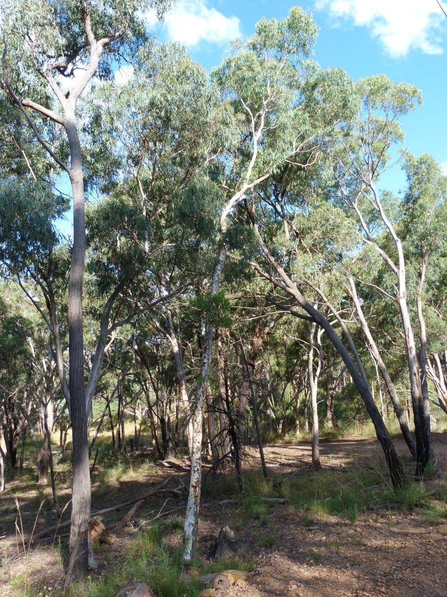 Императорский эвкалипт