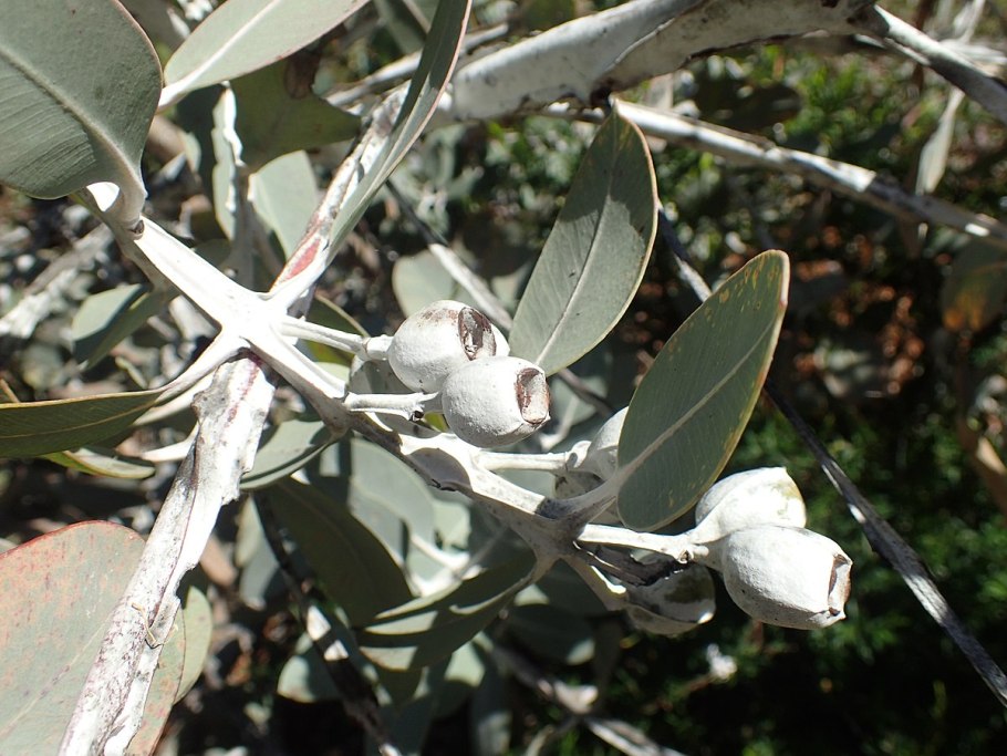 Eucalyptus pleurocarpa