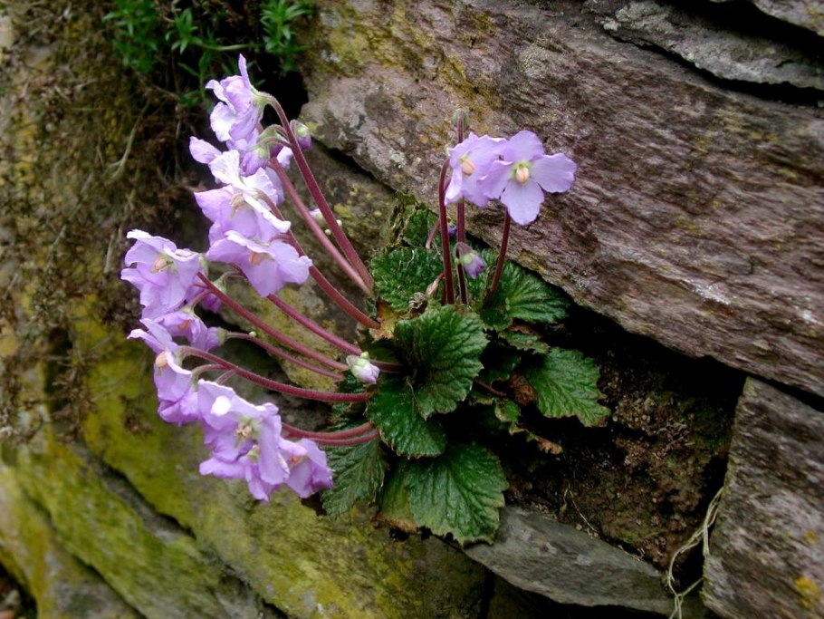 Рамонда миконская зимостойкость