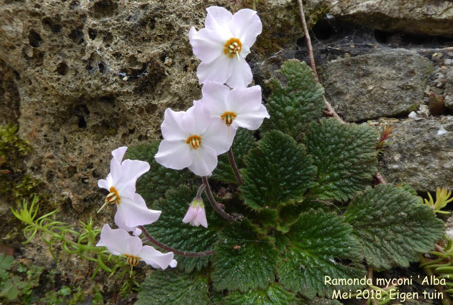 Ramonda nathaliae 'Alba'