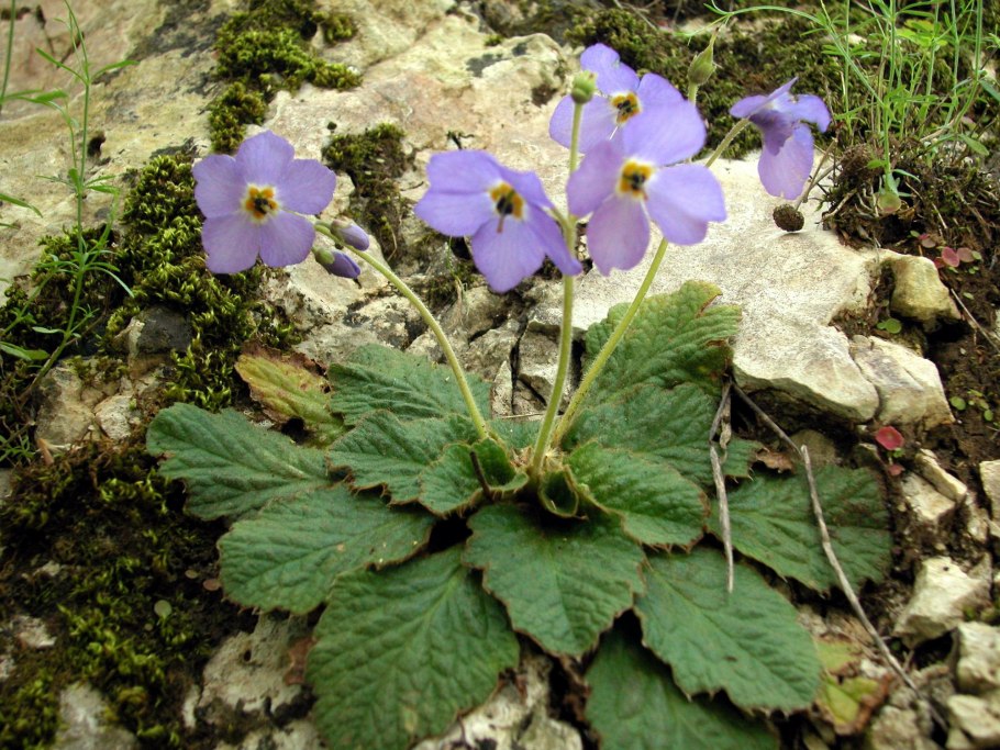 Рамонда Пиренейская