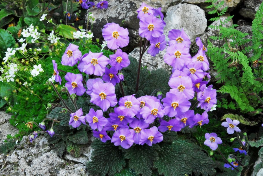 Цветок Рамонда Сербская