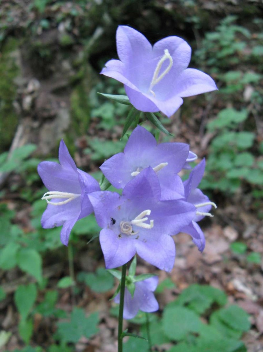 Рамонда Пиренейская