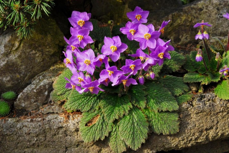 Рамонда миконская