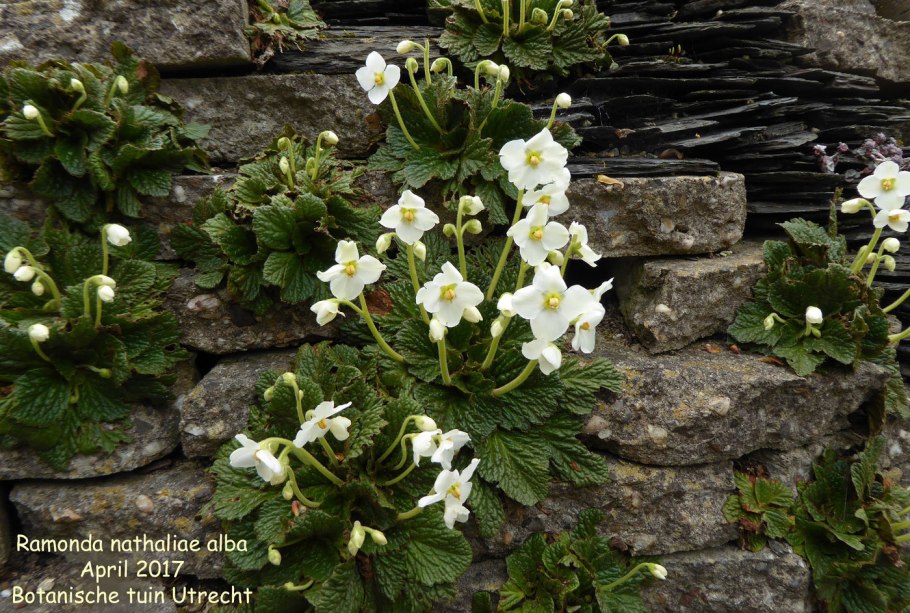 Наталия Рамонда значок в Сербии