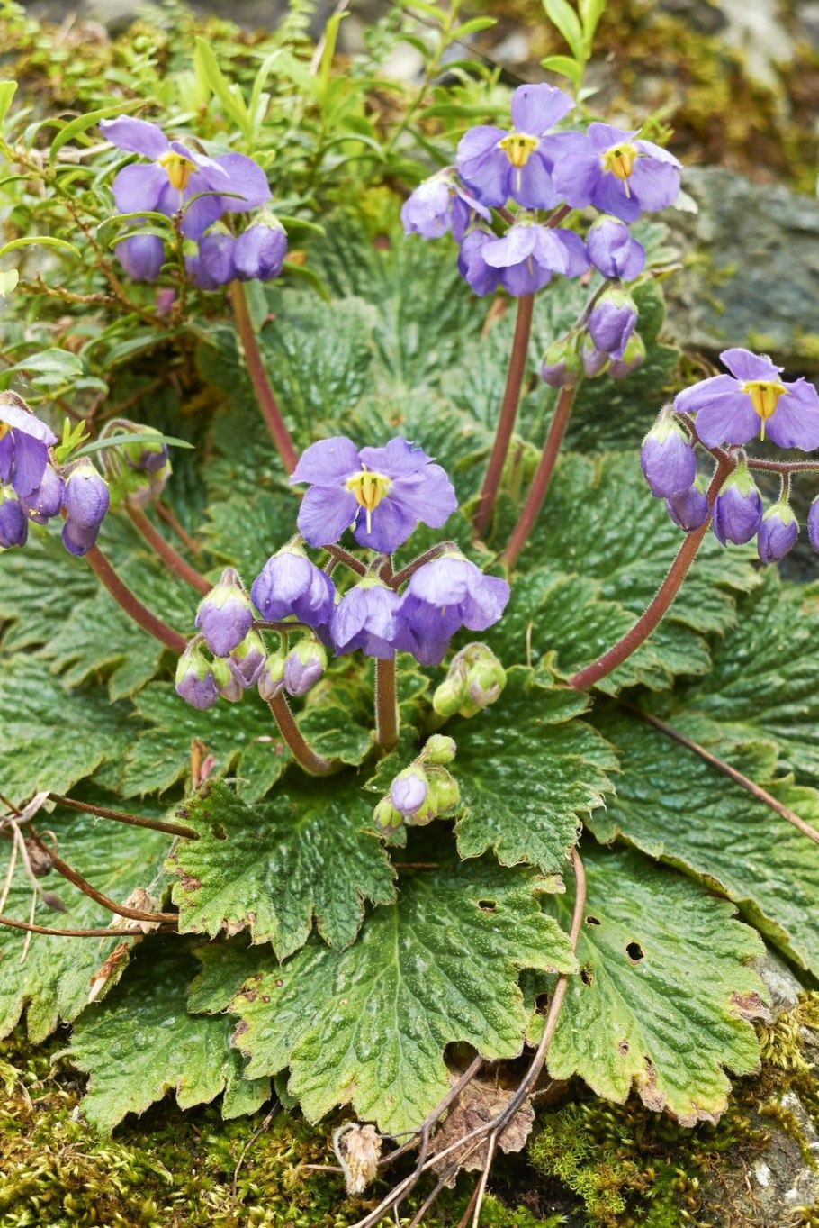 Янкея цветок картинка