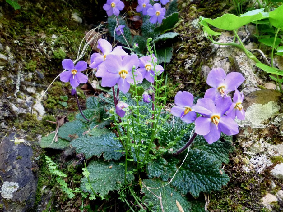 Цветок Рамонда Сербская