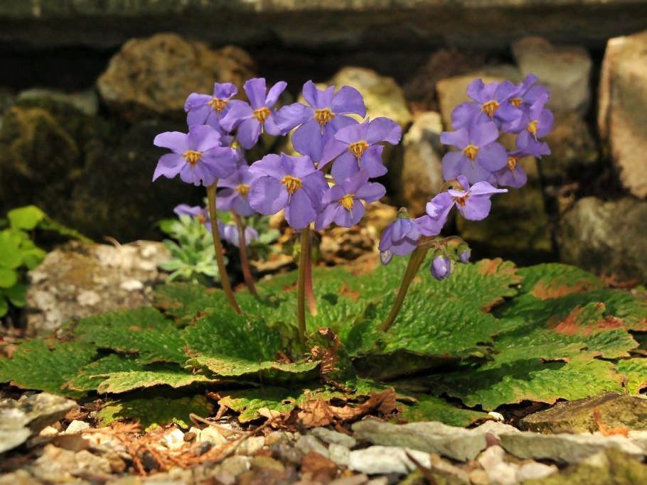 Ramonda nathaliae 'Alba'