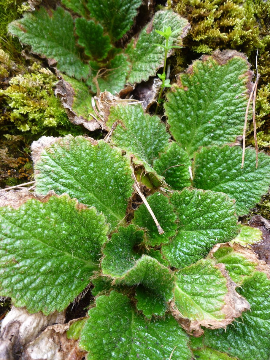 Мелисса лекарственная