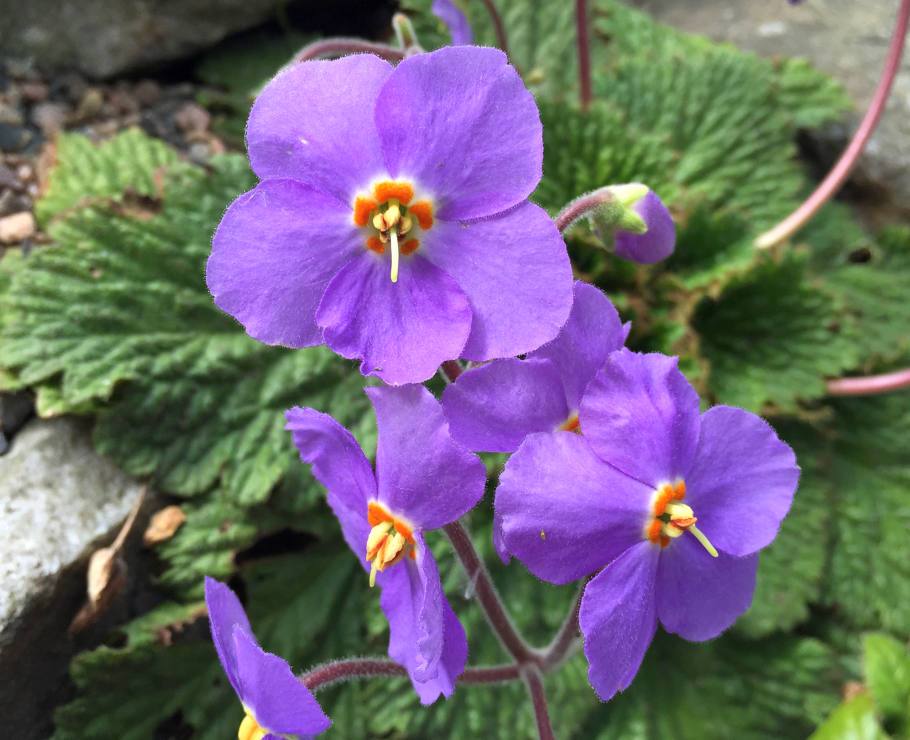 Рамонда миконская