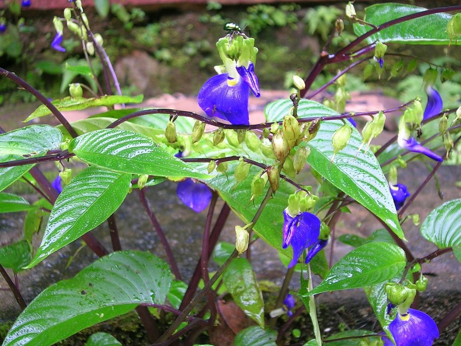 Codonanthe crassifolia